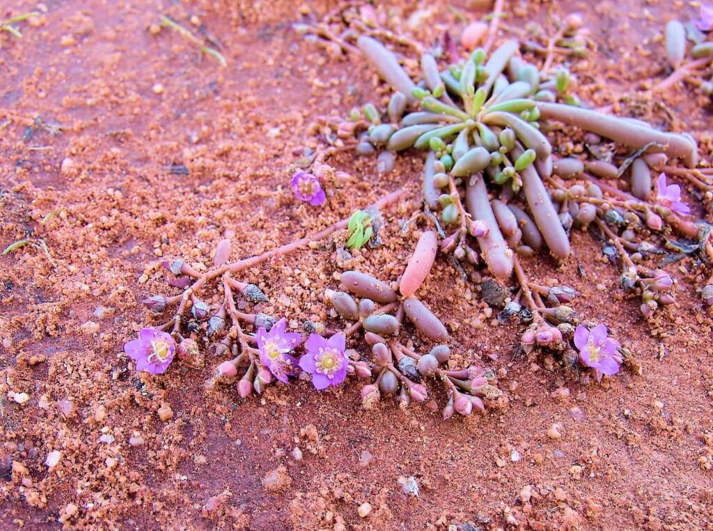 Tiny Purslane (Calandrinia pumila), Ilparpa Claypans, Alice Springs NT