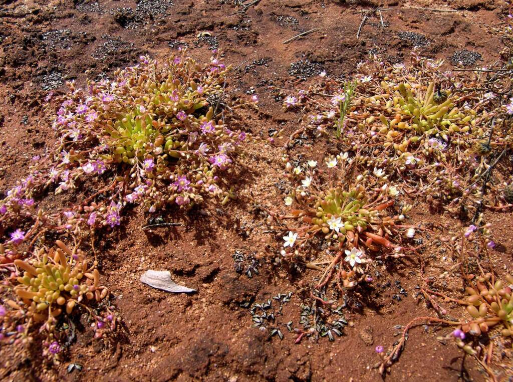 Tiny Purslane (Calandrinia pumila) - pink and white form, Ilparpa Claypans, Alice Springs NT