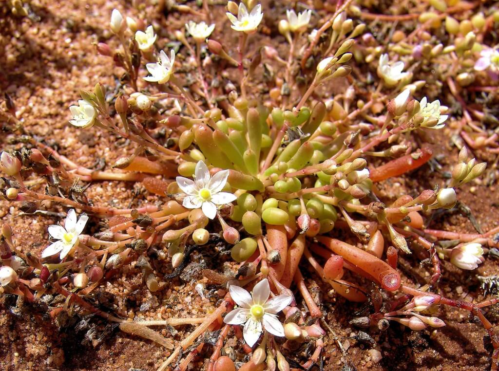 Tiny Purslane white form (Calandrinia pumila), Ilparpa Claypans, Alice Springs NT