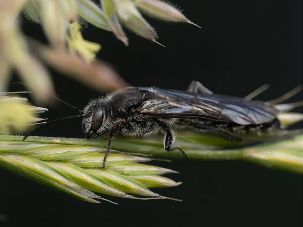 Male Flower Wasp (family Tiphiidae), ACT/NSW © Amie Lording
