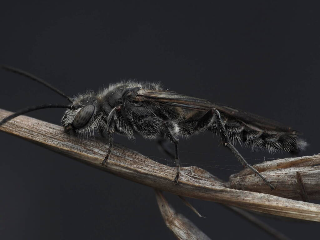 Male Flower Wasp (family Tiphiidae), ACT/NSW © Amie Lording