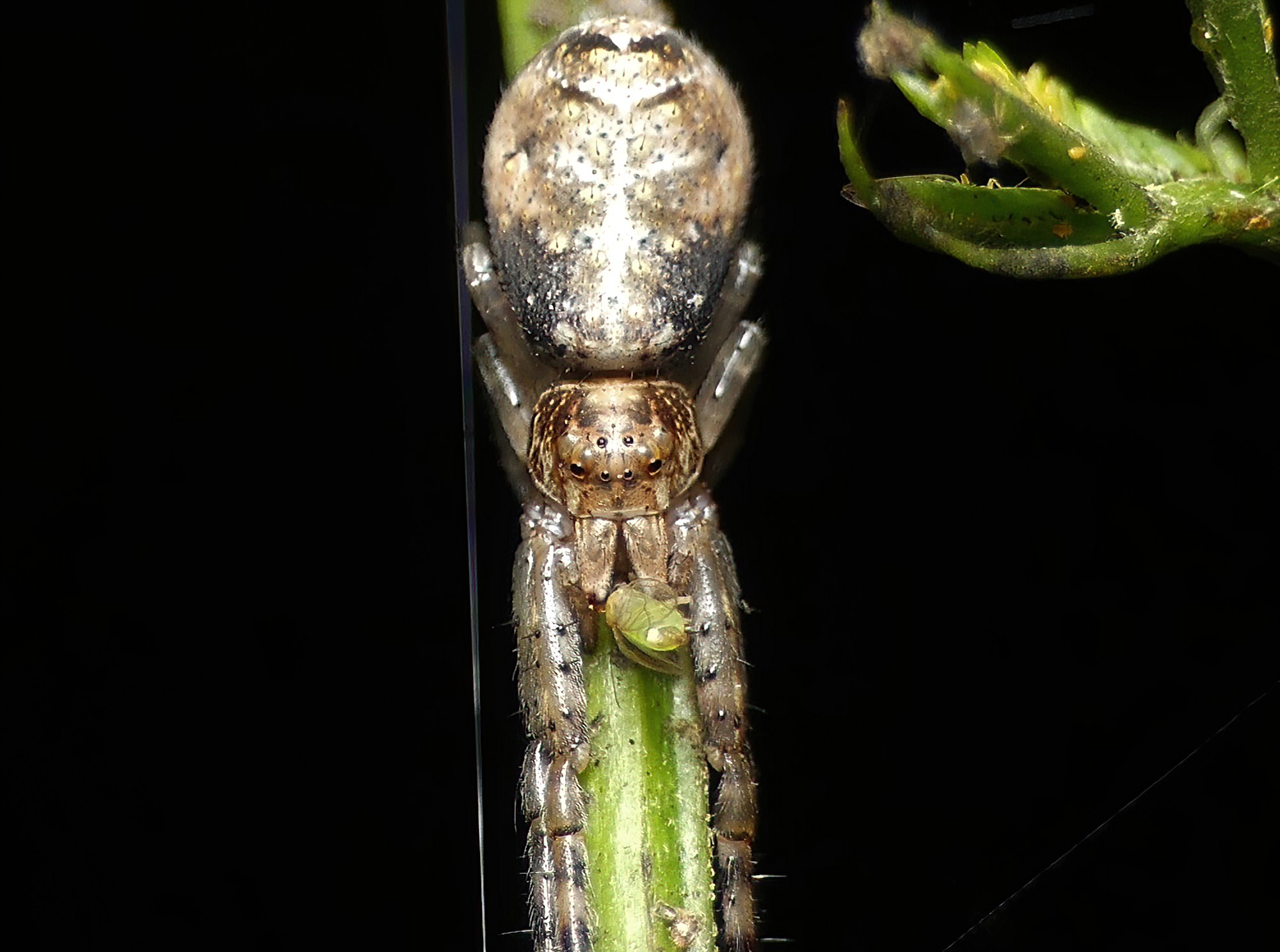 Tmarus cinerasceus Ausemade