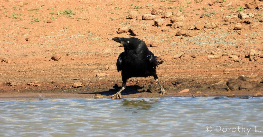 Torresian Crow (Corvus orru)