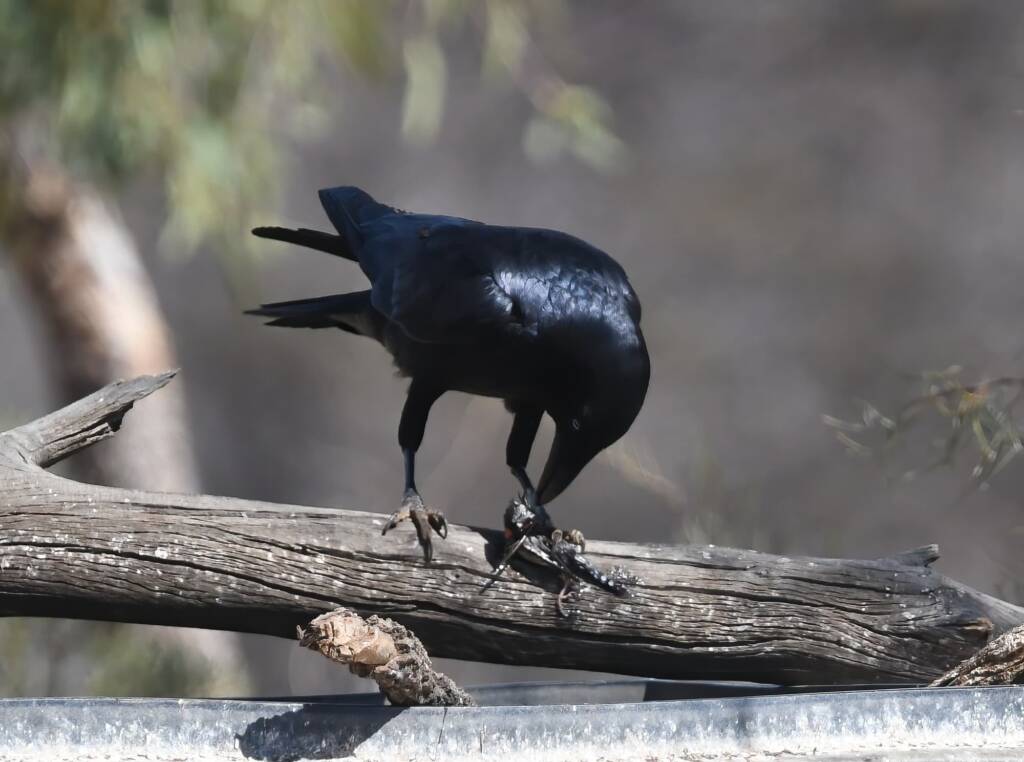 Torresian Crow (Corvus orru), Newhaven Wildlife Sanctuary NT © Dorothy Latimer