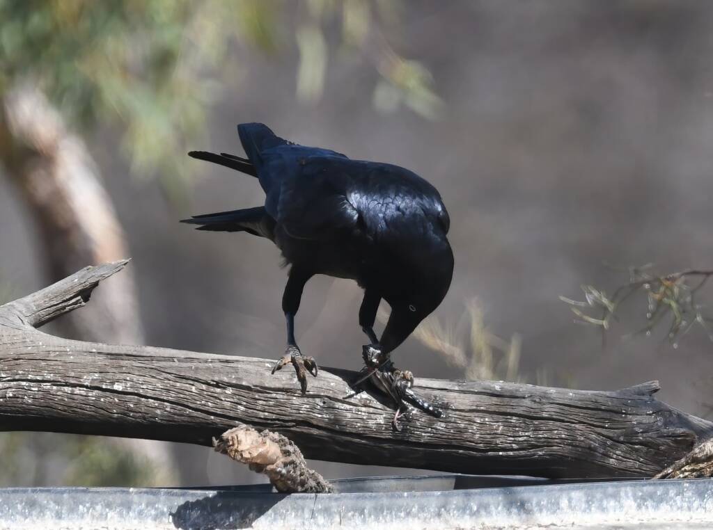 Torresian Crow (Corvus orru), Newhaven Wildlife Sanctuary NT © Dorothy Latimer