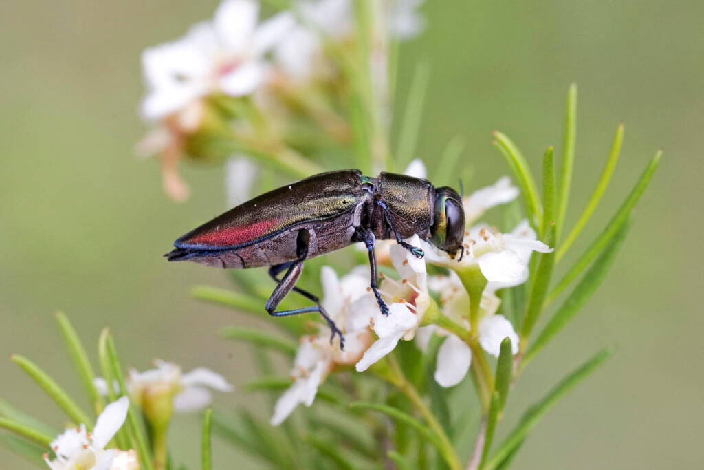 Torresita cuprifera (Jewel Beetle), Nerang QLD © Hongming Kan