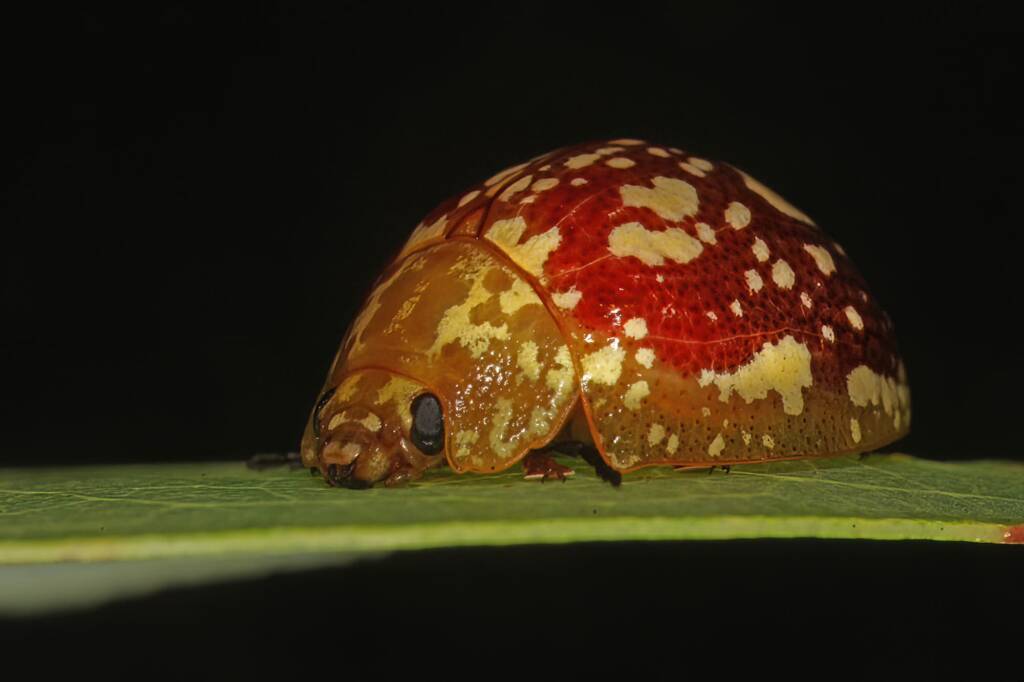 Tortoise Beetle (Paropsis maculata), Southern Downs QLD © Marc Newman