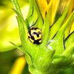 Transverse Ladybird Beetle (Coccinella transversalis), Roma QLD © Dianne Bickers