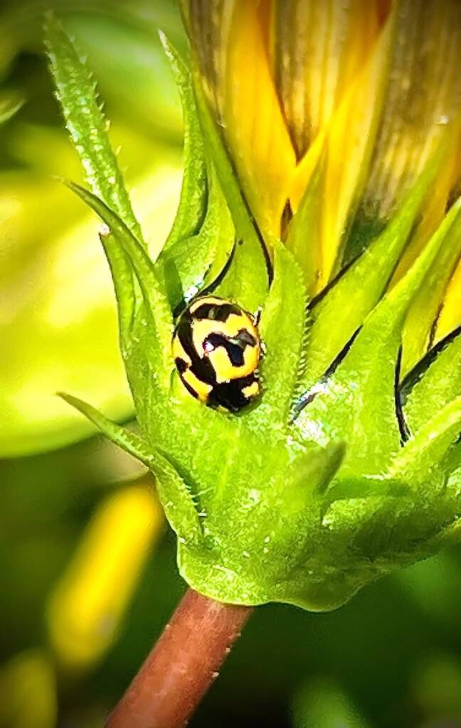 Transverse Ladybird Beetle (Coccinella transversalis), Roma QLD © Dianne Bickers