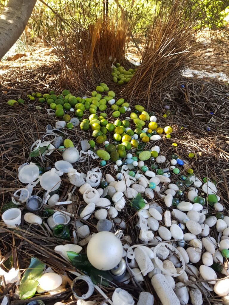 2026 Treasures in the Bower of the Western Bowerbird (Chlamydera guttata)