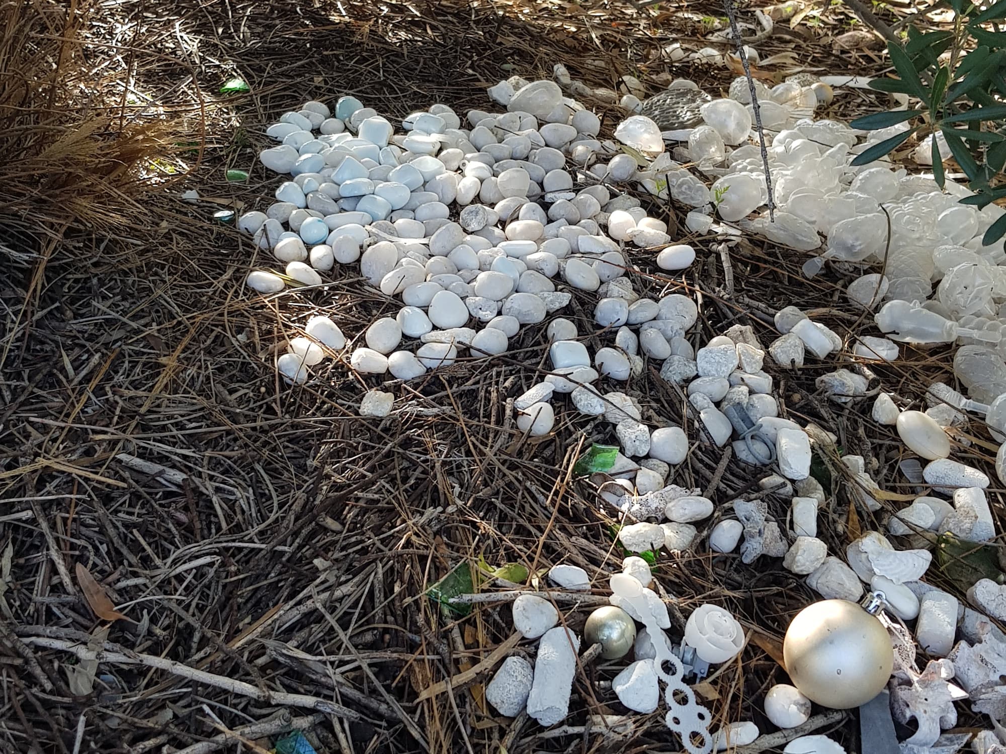 2026 Treasures in the Bower of the Western Bowerbird (Chlamydera guttata)