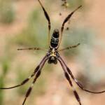 Female Australian Golden Orb Weaver Spider (Trichonephila edulis), Alice Springs Desert Park, NT