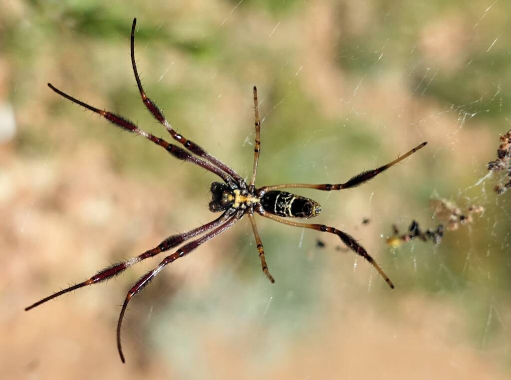 Female Australian Golden Orb Weaver Spider (Trichonephila edulis), Alice Springs Desert Park, NT