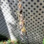 Australian Golden Orb Weaver Spider (Trichonephila edulis)