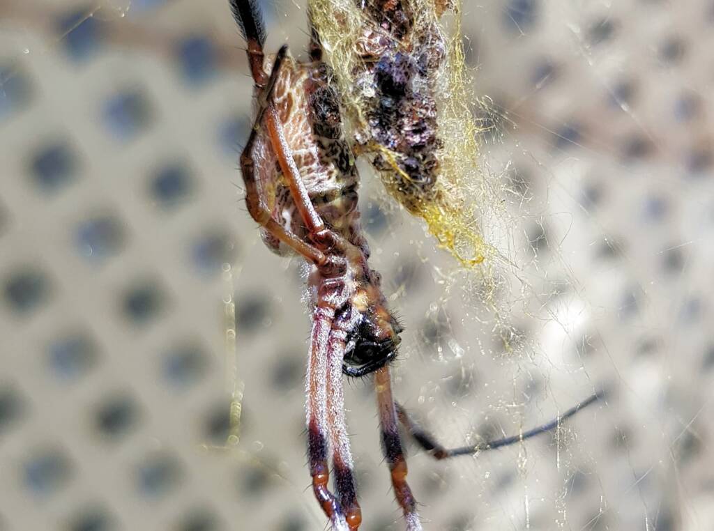 Australian Golden Orb Weaver Spider (Trichonephila edulis)