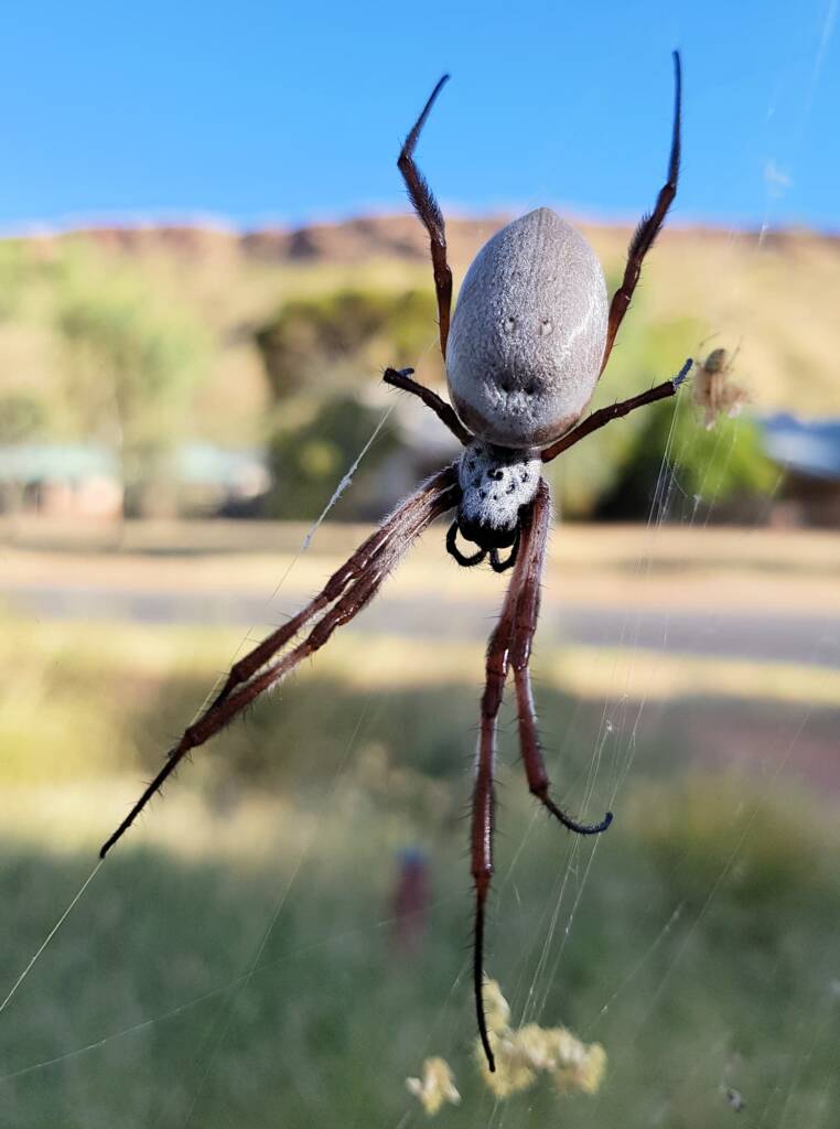 Female Australian Golden Orb Weaver Spider (Trichonephila edulis), East Alice Springs, NT
