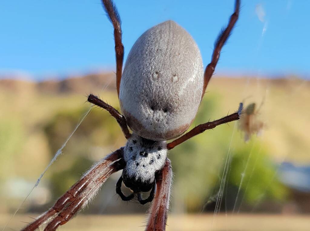 Female Australian Golden Orb Weaver Spider (Trichonephila edulis), East Alice Springs, NT