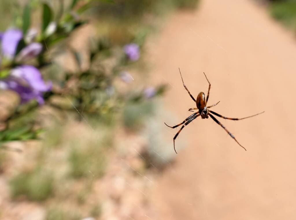 Male Australian Golden Orb Weaver Spider (Trichonephila edulis), Alice Springs Desert Park, NT