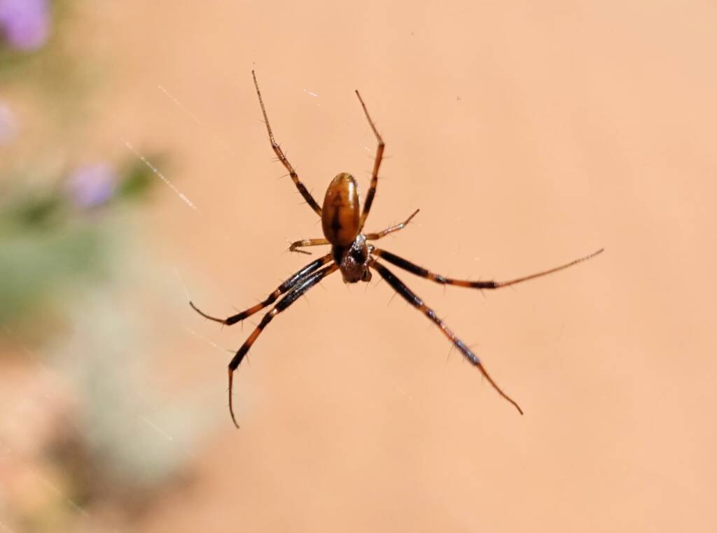 Male Australian Golden Orb Weaver Spider (Trichonephila edulis), Alice Springs Desert Park, NT