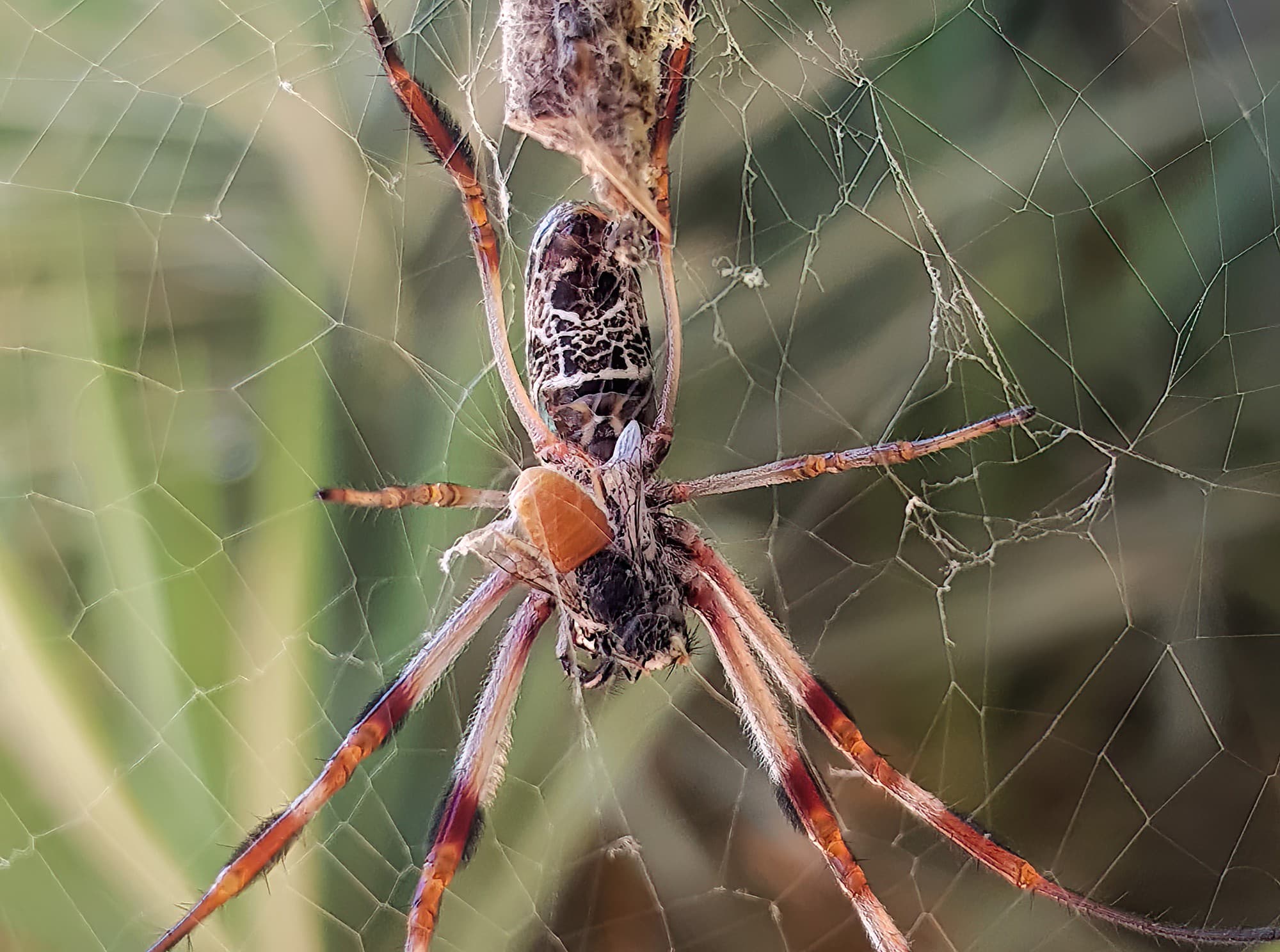 Trichonephila edulis with prey, Megachile (Rhodomegachile) deanii, Alice Springs NT