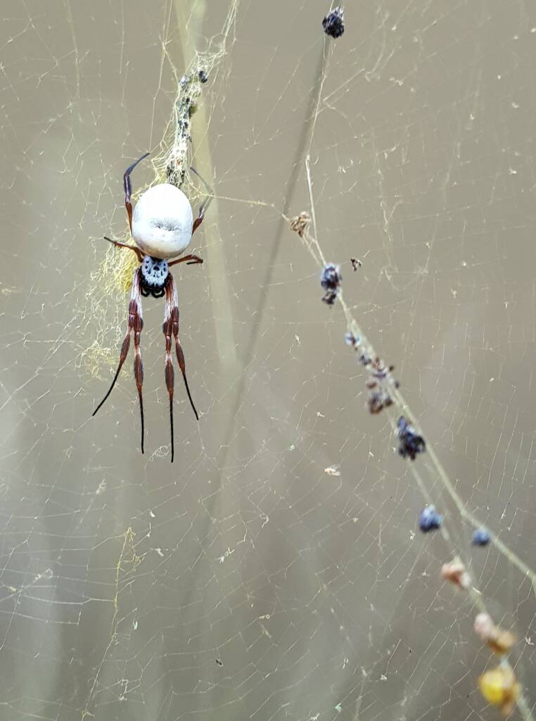 Golden Orb Weaver Spider (Trichonephila edulis) was close to the lizard tail