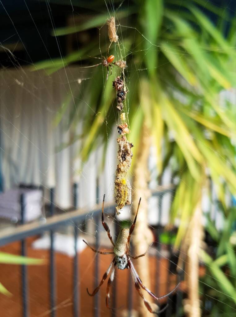 Australian Golden Orb Weaver Spider (Trichonephila edulis) with food pantry, Alice Springs NT