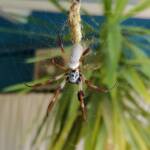 Australian Golden Orb Weaver Spider (Trichonephila edulis) with prey (fly), Alice Springs NT