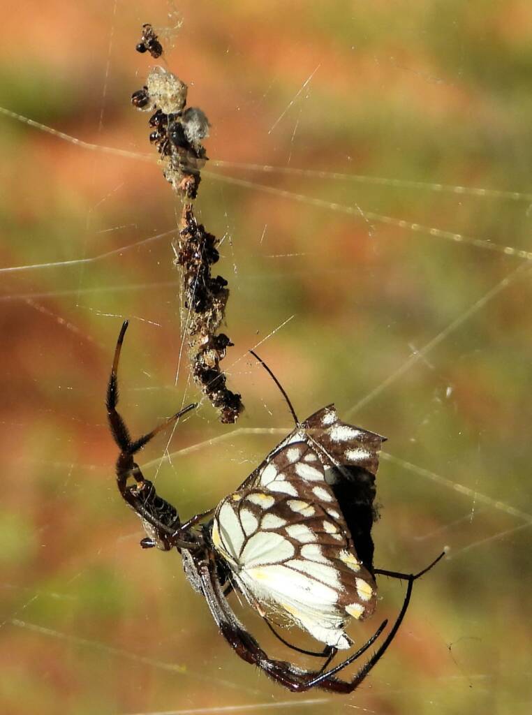 Australian Golden Orb Weaver Spider (Trichonephila edulis) with prey (Caper White Butterfly), Olive Pink Botanic Garden NT © Dorothy Latimer
