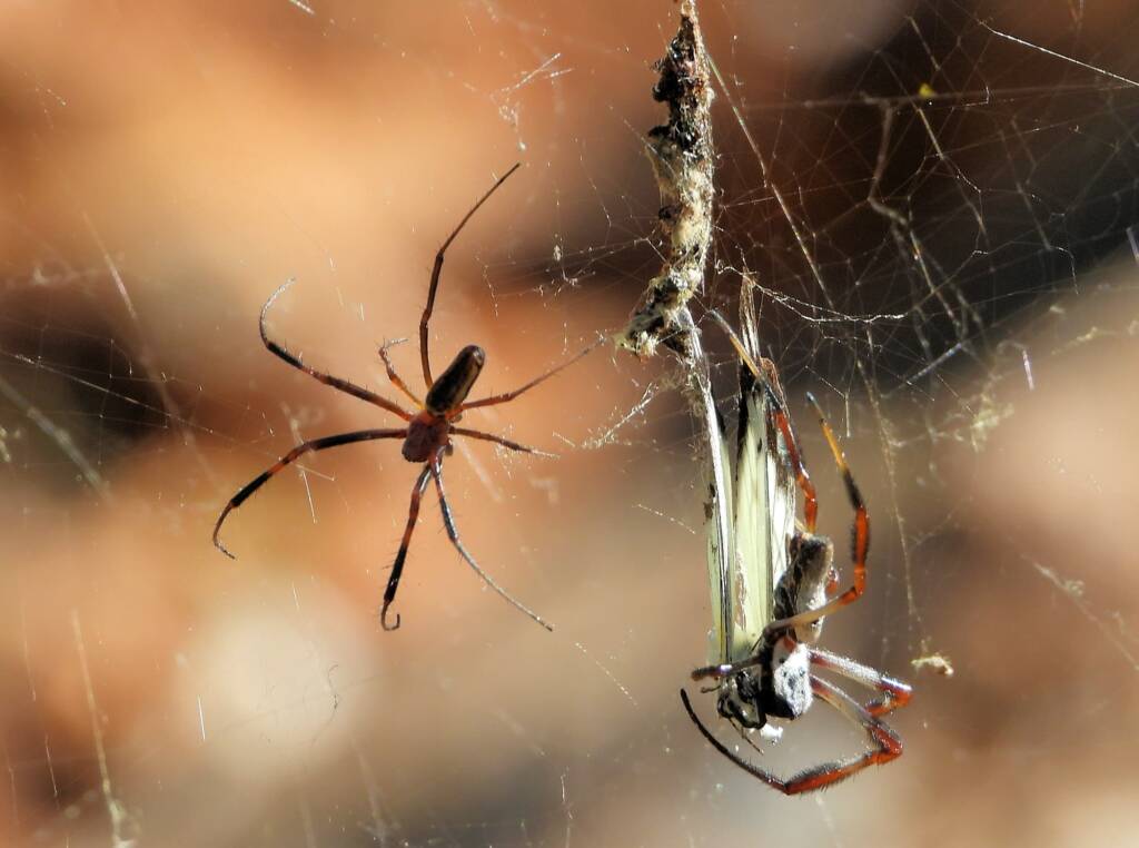 Male and female Australian Golden Orb Weaver Spider (Trichonephila edulis) with prey (Caper White Butterfly), Olive Pink Botanic Garden NT © Dorothy Latimer