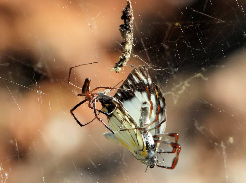 Male and female Australian Golden Orb Weaver Spider (Trichonephila edulis) with prey (Caper White Butterfly), Olive Pink Botanic Garden NT © Dorothy Latimer