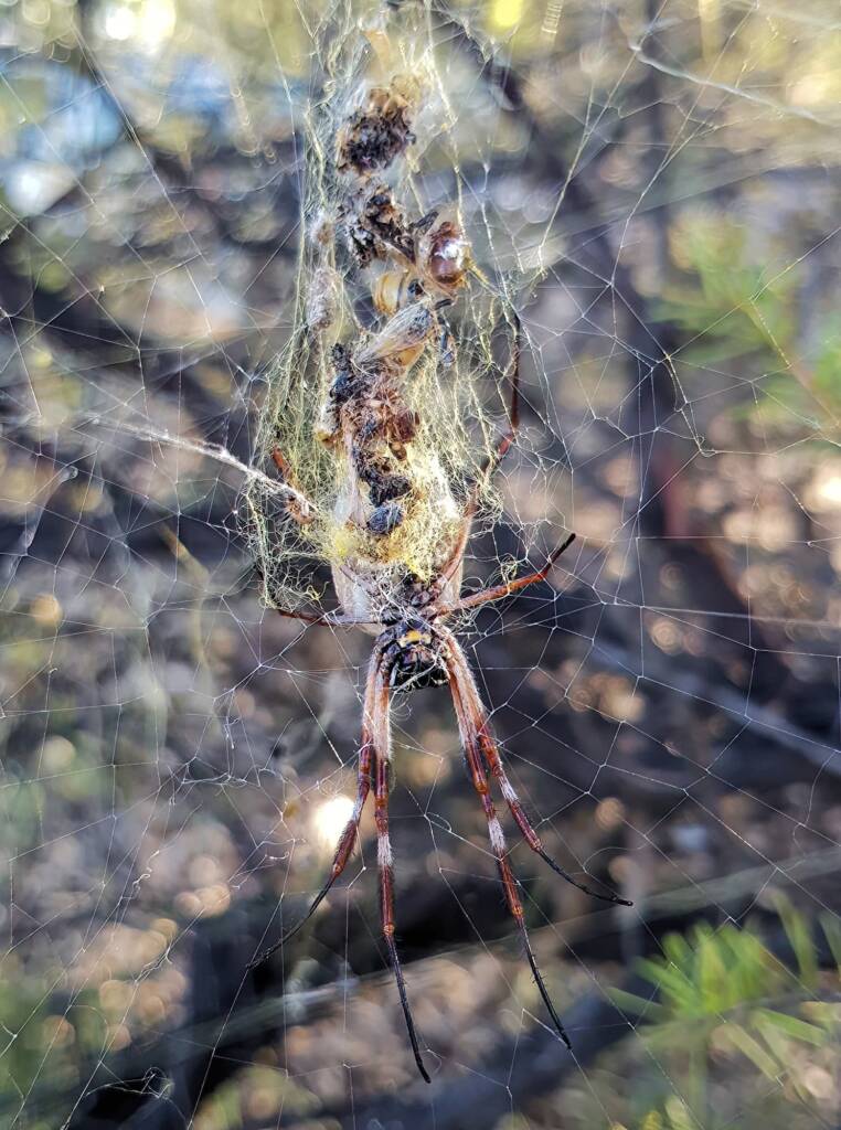 Australian Golden Orb Weaver Spider (Trichonephila edulis) with caches of prey, Alice Springs NT