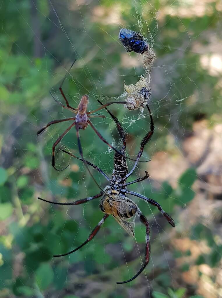 Male and female Australian Golden Orb Weaver Spider (Trichonephila edulis) with prey, Alice Springs NT