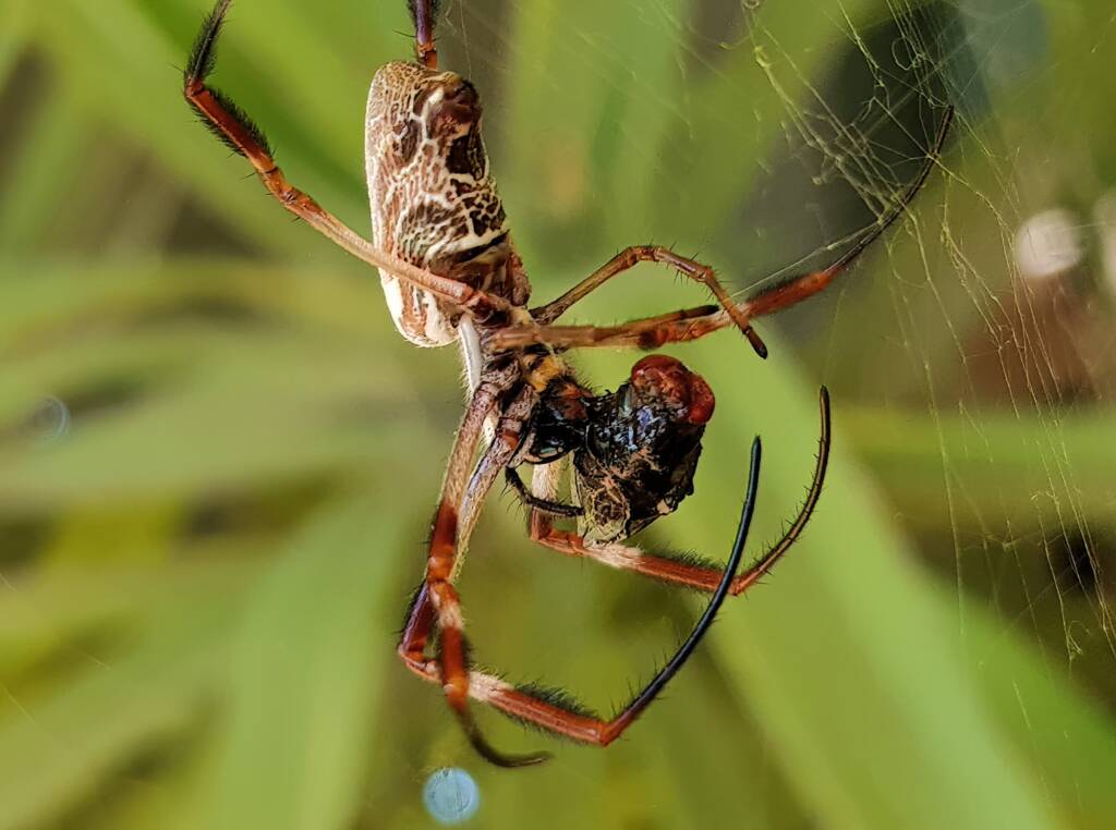Female Australian Golden Orb Weaver Spider (Trichonephila edulis) with fly, Alice Springs NT