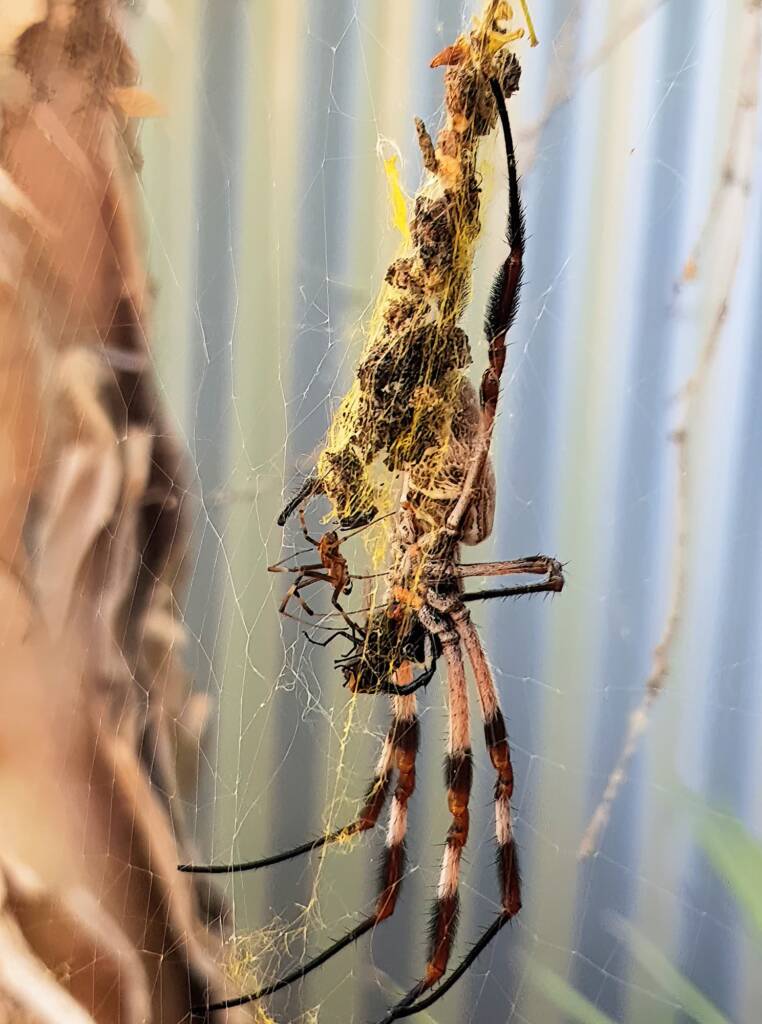 Australian Golden Orb Weaver Spider (Trichonephila edulis) female and male with prey (fly), Alice Springs NT