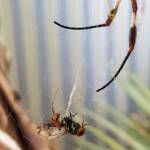 Australian Golden Orb Weaver Spider (Trichonephila edulis) male with prey (fly), Alice Springs NT