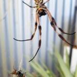Male and female Australian Golden Orb Weaver Spider (Trichonephila edulis) with fly, Alice Springs NT