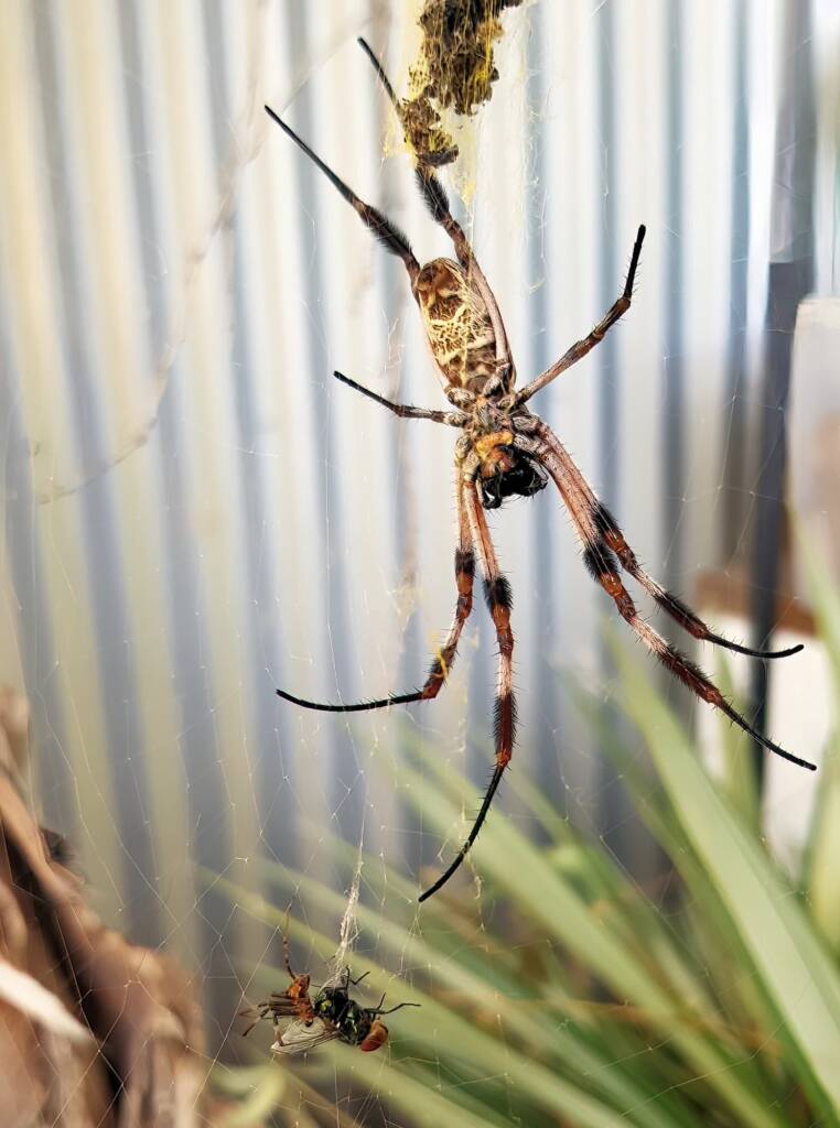 Male and female Australian Golden Orb Weaver Spider (Trichonephila edulis) with fly, Alice Springs NT