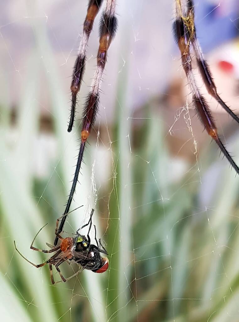 Male Australian Golden Orb Weaver Spider (Trichonephila edulis) with fly, Alice Springs NT