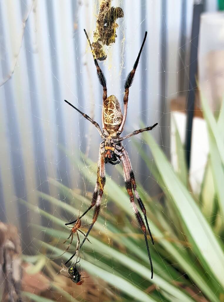 Australian Golden Orb Weaver Spider (Trichonephila edulis) female and male with prey (fly), Alice Springs NT