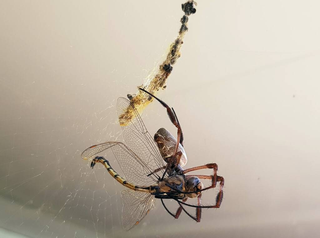 Australian Golden Orb Weaver Spider (Trichonephila edulis) with Tau Emerald Dragonfly (Hemicordulia tau) prey, Alice Springs NT