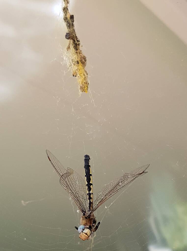 Tau Emerald Dragonfly (Hemicordulia tau) in the web of Australian Golden Orb Weaver Spider (Trichonephila edulis), Alice Springs NT