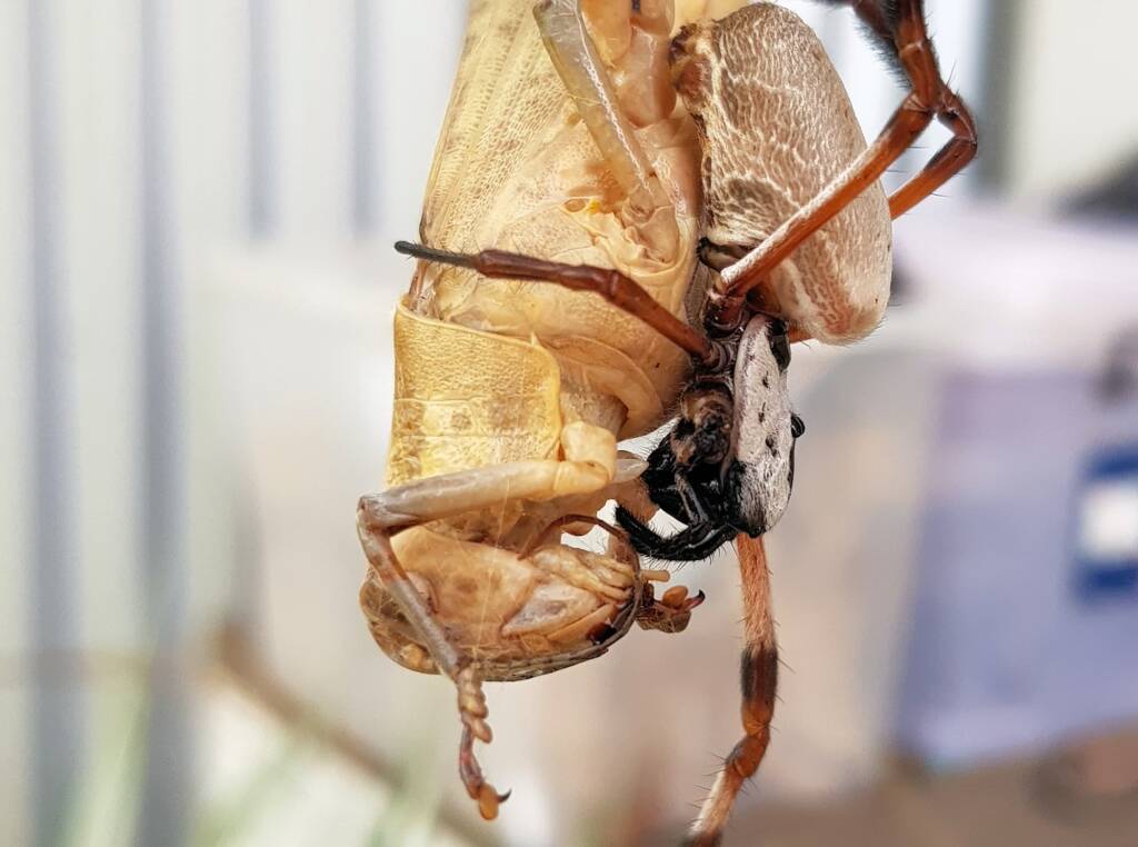 Golden Orb-weaver Spider (Trichonephila edulis) and Giant Grasshopper (Valanga irregularis), Alice Springs NT