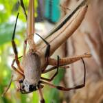 Female and male Golden Orb-weaver Spider (Trichonephila edulis) and Giant Grasshopper (Valanga irregularis), Alice Springs NT
