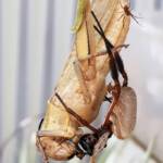 Female and male Golden Orb-weaver Spider (Trichonephila edulis) and Giant Grasshopper (Valanga irregularis), Alice Springs NT