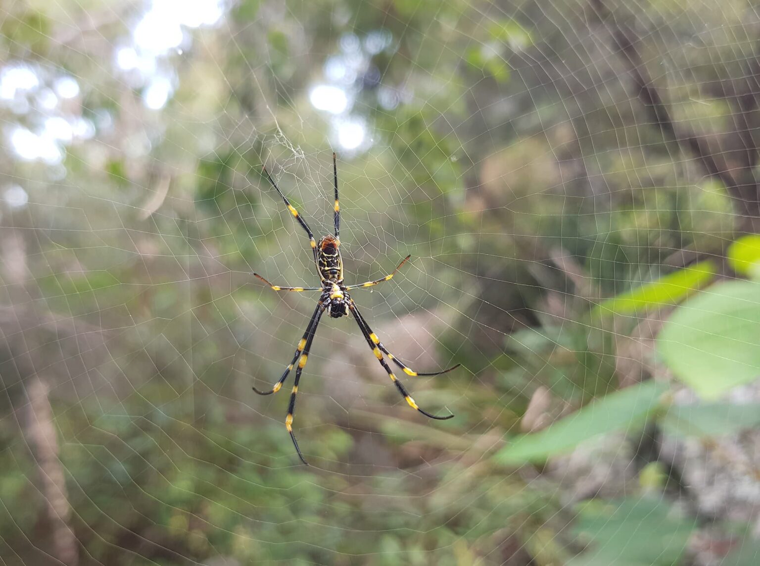 Tiger Spider (Trichonephila plumipes) Ausemade