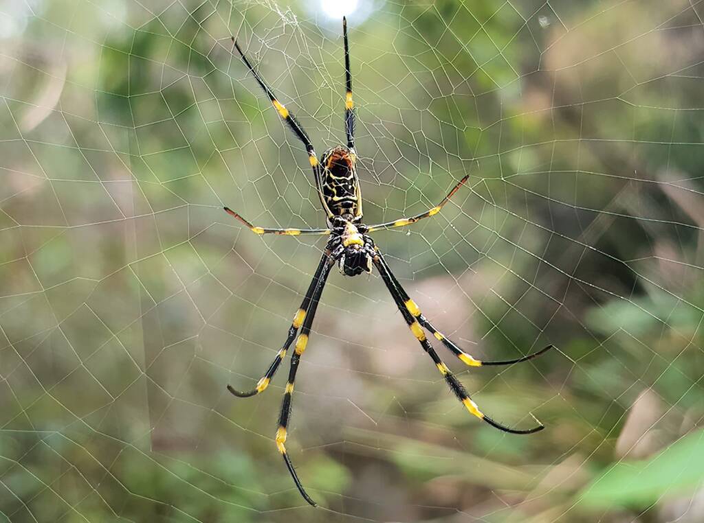 Tiger Spider (Trichonephila plumipes), Stony Range Regional Botanic Garden, Dee Why NSW