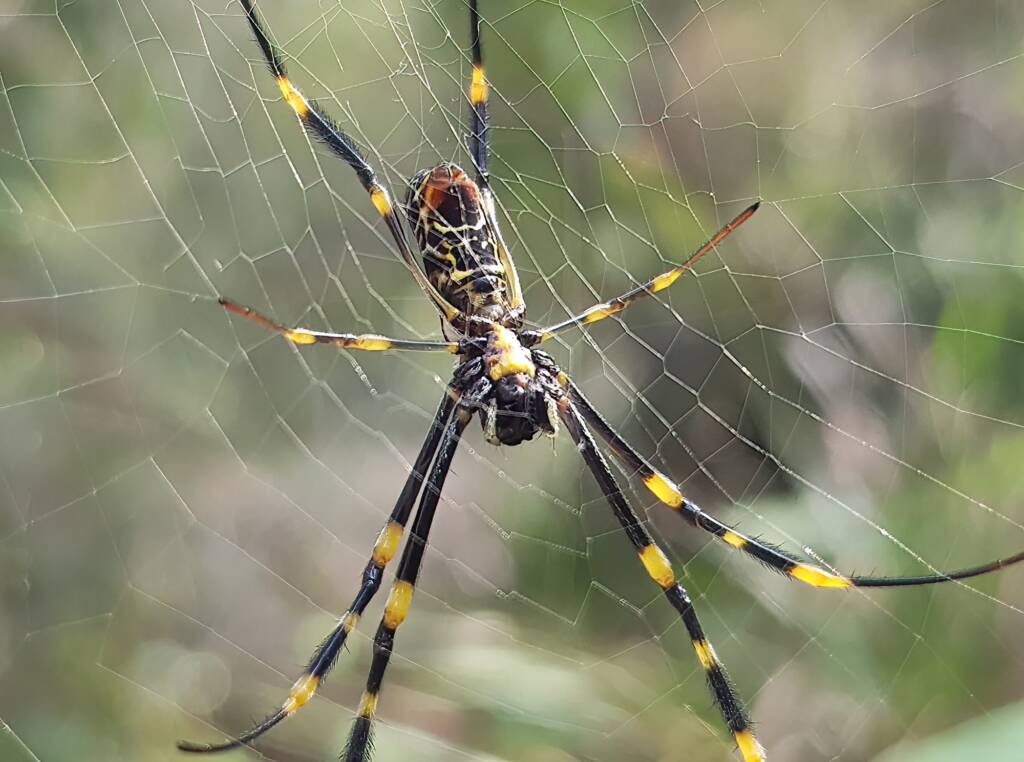 Tiger Spider (Trichonephila plumipes), Stony Range Regional Botanic Garden, Dee Why NSW