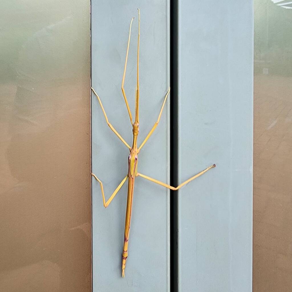 Sjöstedt's Graceful Stick Insect (Tropidoderus gracilifemur), Alice Springs Desert Park NT