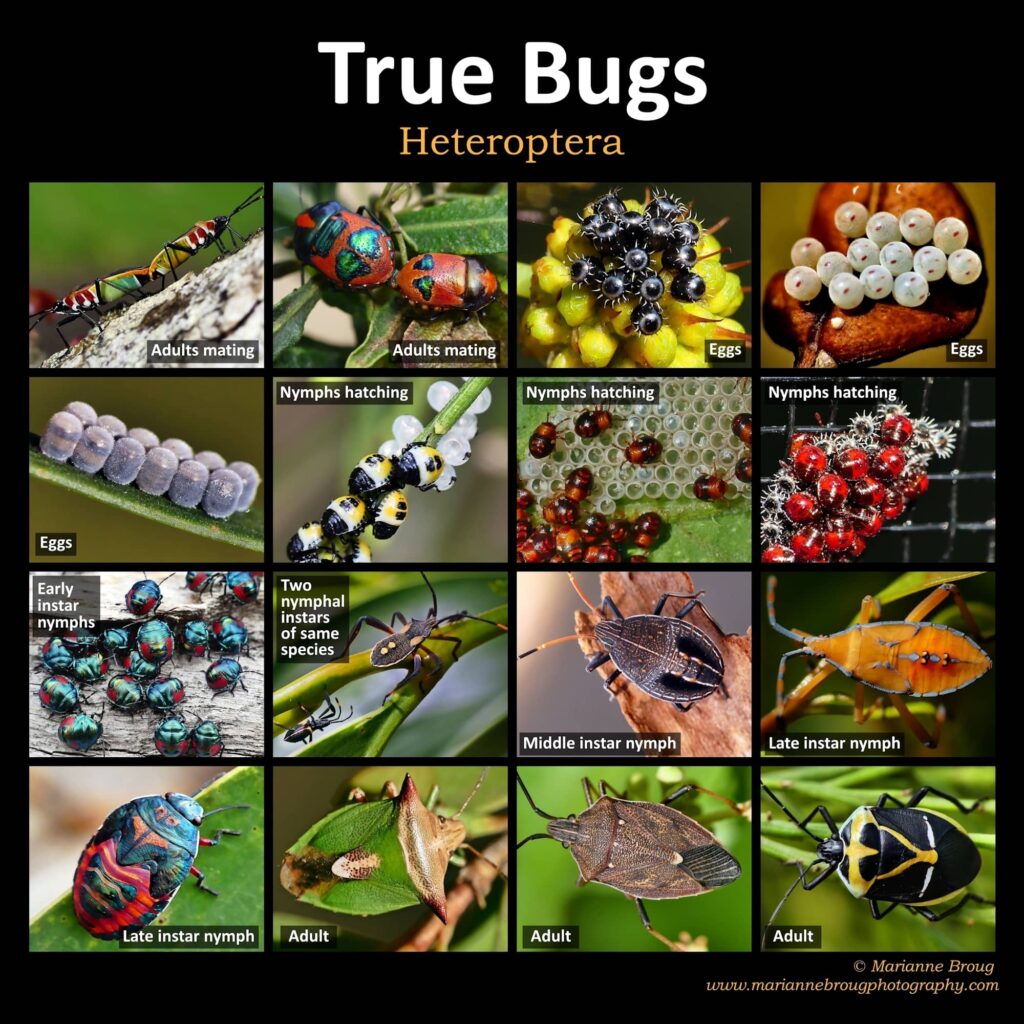 True Bugs Life Cycle (Heteroptera) © Marianne Broug
