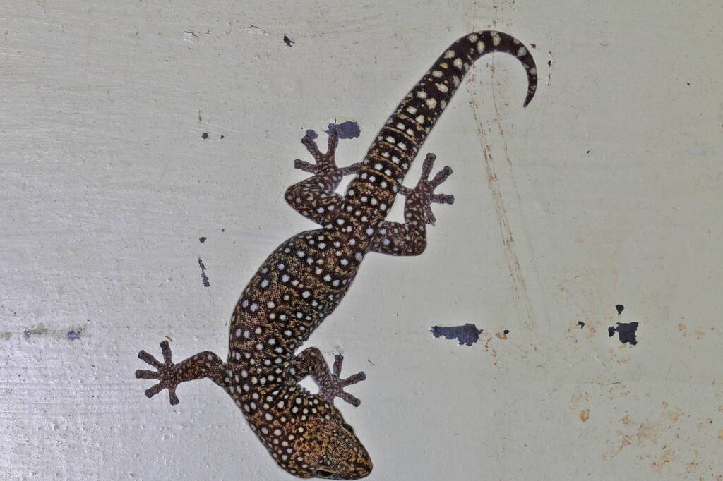 Tryon's Gecko (Oedura tryoni), Ballandean QLD © Marc Newman
